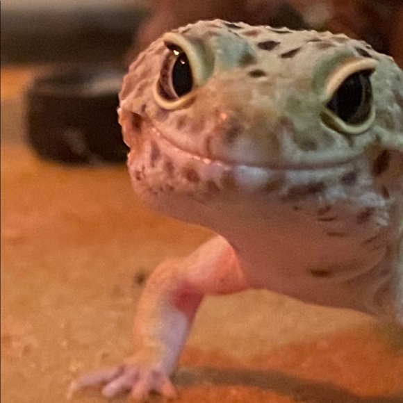 Meet your Posher, Maddie. Make an offer!! 💕😍😻 - Picture 6 of 7